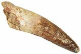 Fossil Spinosaurus Tooth - Real Dinosaur Tooth #296557-1